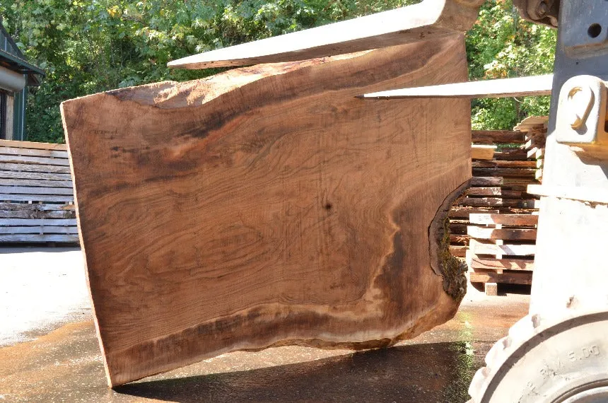 Oregon Black Walnut Slab 082622-06