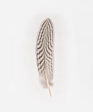 Silver Pheasant Tail Hat Feather