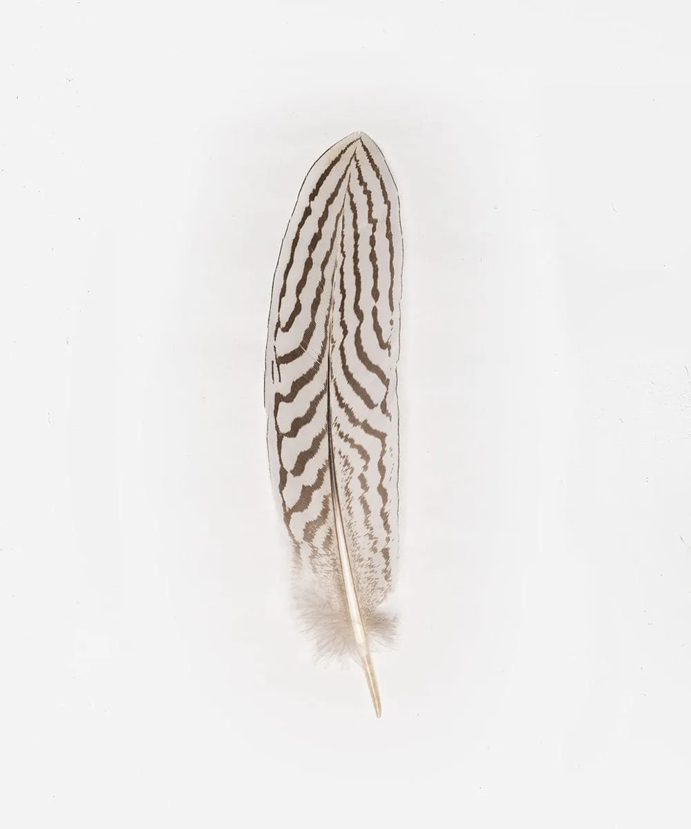 Silver Pheasant Tail Hat Feather